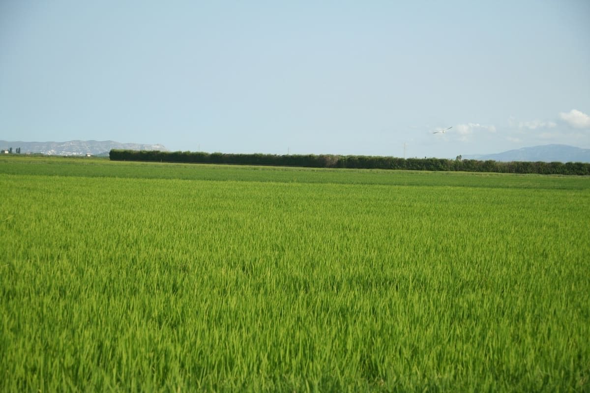 Green rice paddies divided by irrigation channels in L’Albufera near Valencia